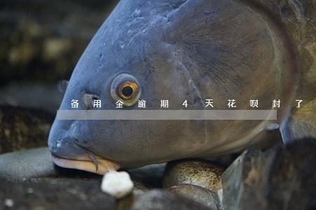备用金逾期4天花呗封了 备用金逾期4天花呗封了