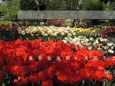 备用金逾期4天还不上了怎么办 备用金逾期4天还不上了怎么办