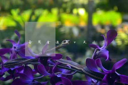 备用金逾期4天还了
