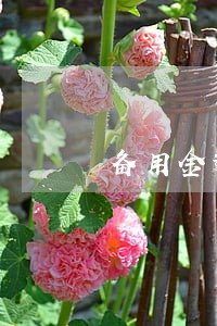 备用金逾期5分钟 备用金逾期5分钟