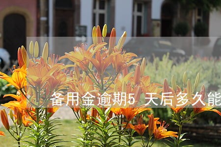 备用金逾期5天后多久能重新取 备用金逾期5天后多久能重新取