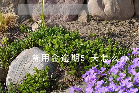 备用金逾期5天怎么办 备用金逾期5天怎么办
