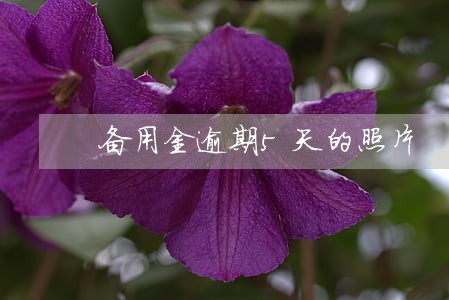 备用金逾期5天的照片 备用金逾期5天的照片