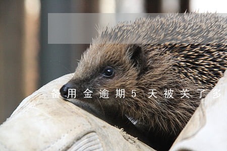 备用金逾期5天被关了多久能开