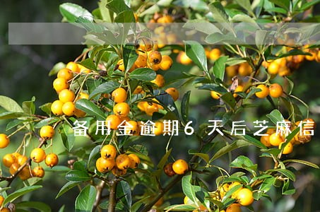 备用金逾期6天后芝麻信用扣几分 备用金逾期6天后芝麻信用扣几分