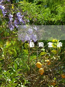 备用金逾期7天有啥影响 备用金逾期7天有啥影响
