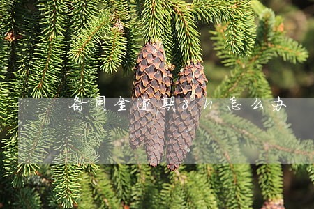 备用金逾期8h怎么办 备用金逾期8h怎么办