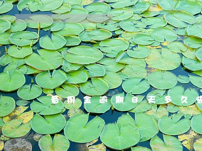 备用金逾期8天多久恢复 备用金逾期8天多久恢复