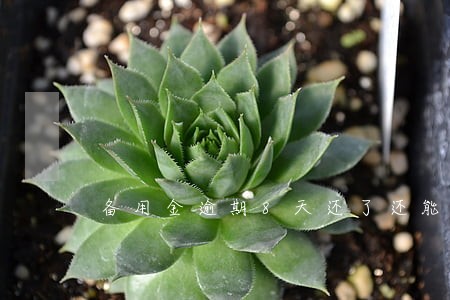 备用金逾期8天还了还能用吗 备用金逾期8天还了还能用吗