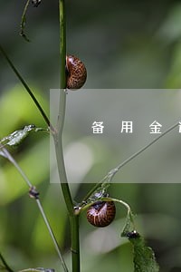 备用金逾期了2天还能借吗 备用金逾期了2天还能借吗