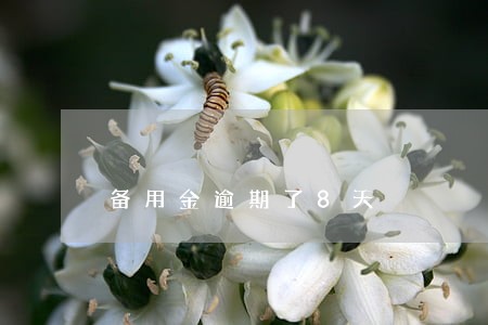 备用金逾期了8天 备用金逾期了8天