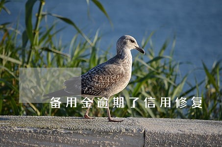 备用金逾期了信用修复 备用金逾期了信用修复