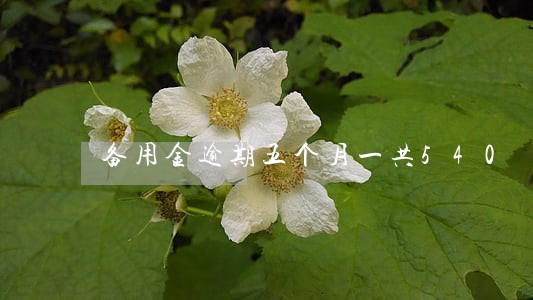 备用金逾期五个月一共540