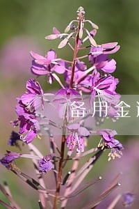 备用金逾期后守约2天 备用金逾期后守约2天