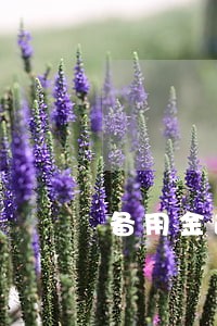 备用金逾期未满7天 备用金逾期未满7天