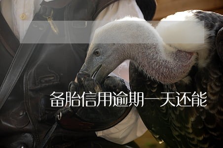 备胎信用逾期一天还能