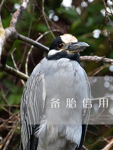 备胎信用逾期不还款后果 备胎信用逾期不还款后果