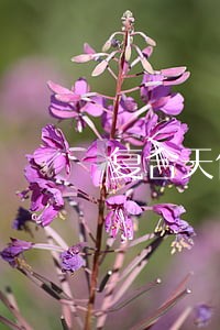 复合天使儿媳坚决离婚 复合天使儿媳坚决离婚