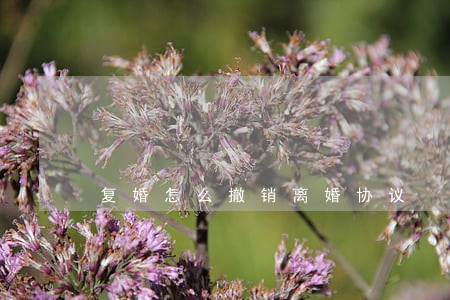 复婚怎么撤销离婚协议 复婚怎么撤销离婚协议