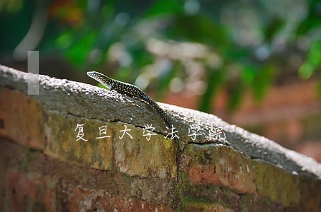 复旦大学法学院 复旦大学法学院