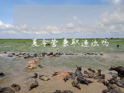夏令营兼职违法吗 夏令营兼职违法吗