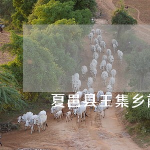 夏邑县王集乡前张老家村违法 夏邑县王集乡前张老家村违法