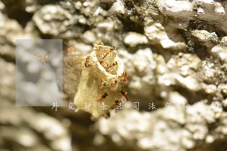 外交部条法司法宋冬简介 外交部条法司法宋冬简介
