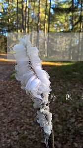 外国法制史试题及答案 外国法制史试题及答案