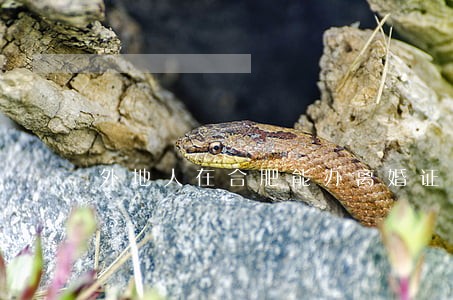外地人在合肥能办离婚证吗 外地人在合肥能办离婚证吗
