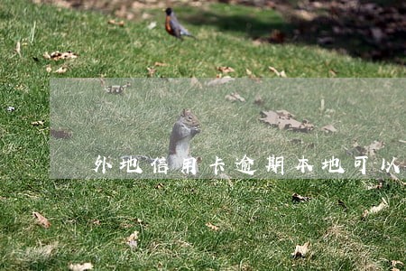 外地信用卡逾期本地可以协商吗