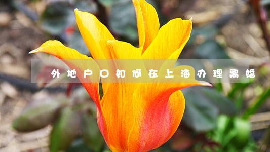 外地户口如何在上海办理离婚 外地户口如何在上海办理离婚