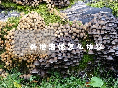 外地离婚怎么协议 外地离婚怎么协议