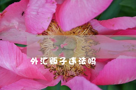 外汇贩子违法吗