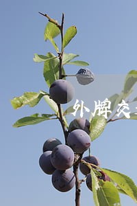 外牌交通违法如何处理 外牌交通违法如何处理