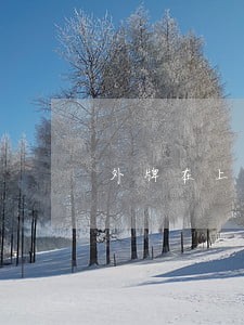 外牌在上海12123显示逾期 外牌在上海12123显示逾期