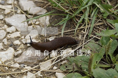 外用自制药酒违法 外用自制药酒违法