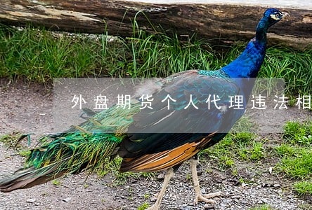 外盘期货个人代理违法相关帖子 外盘期货个人代理违法相关帖子