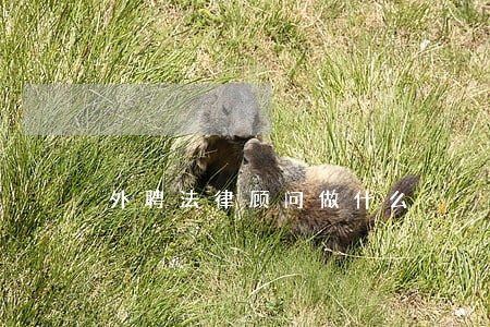 外聘法律顾问做什么 外聘法律顾问做什么