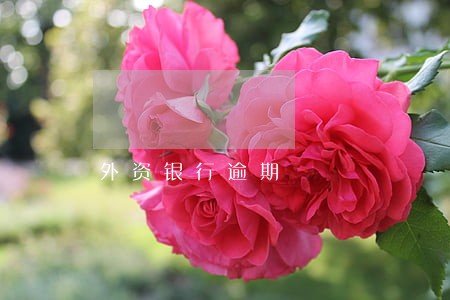 外资银行逾期 外资银行逾期