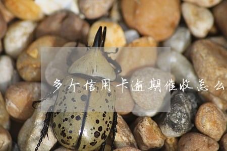 多个信用卡逾期催收怎么办 多个信用卡逾期催收怎么办