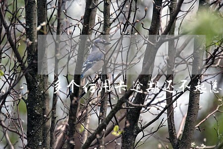 多个信用卡逾期还不起怎么办 多个信用卡逾期还不起怎么办