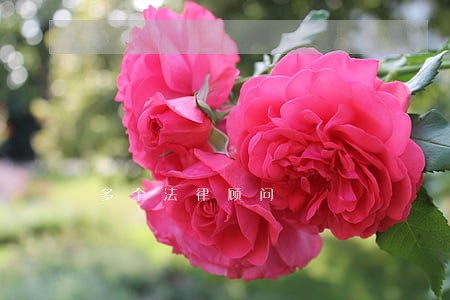 多个法律顾问