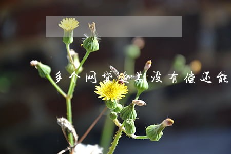 多个网贷逾期没有偿还能力 多个网贷逾期没有偿还能力