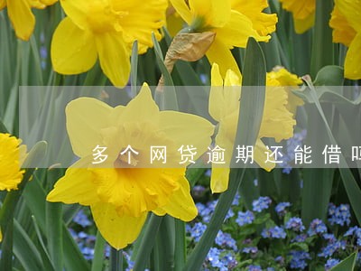 多个网贷逾期还能借吗 多个网贷逾期还能借吗
