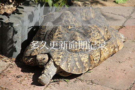 多久更新逾期记录