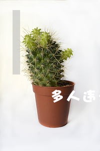 多人违法联盟防疫规定