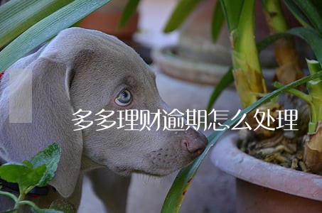 多多理财逾期怎么处理