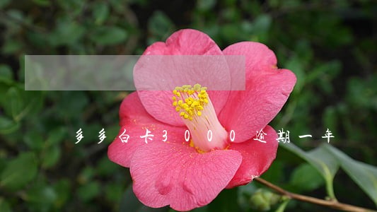 多多白卡3000逾期一年 多多白卡3000逾期一年