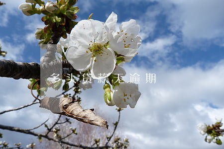 多头贷款无逾期 多头贷款无逾期
