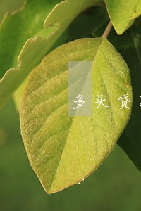 多头贷款逾期上征信么 多头贷款逾期上征信么